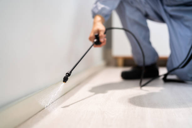 Licensed Wasp Removal service in Sioux Center, IA - Show Me Pest Control